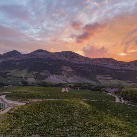 Le vignoble corse : le plus exotique des vignobles 