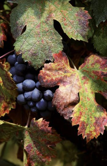 Le vignoble corse : le plus exotique des vignobles 