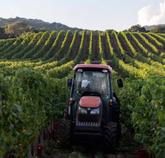 Le vignoble corse : le plus exotique des vignobles 