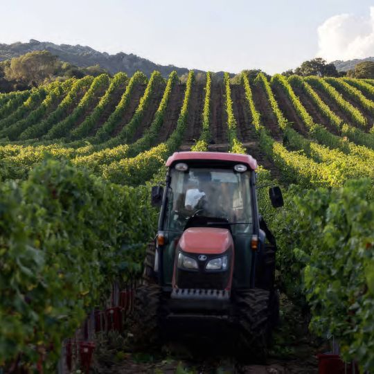 Le vignoble corse : le plus exotique des vignobles 