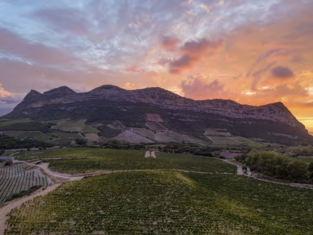 Vignoble Corse au coucher du Soleil