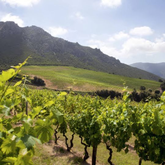 Le vignoble corse : le plus exotique des vignobles 