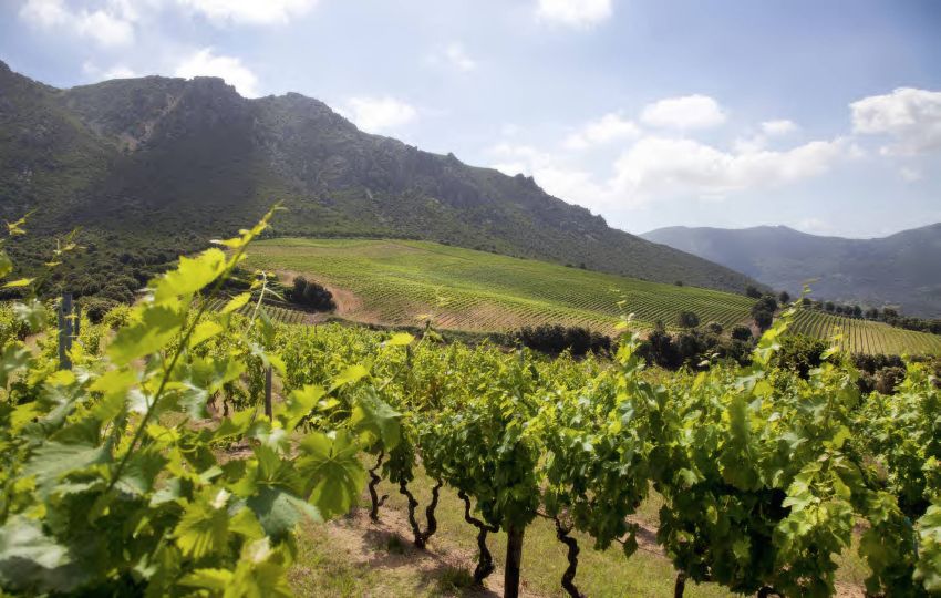 Le vignoble corse : le plus exotique des vignobles 