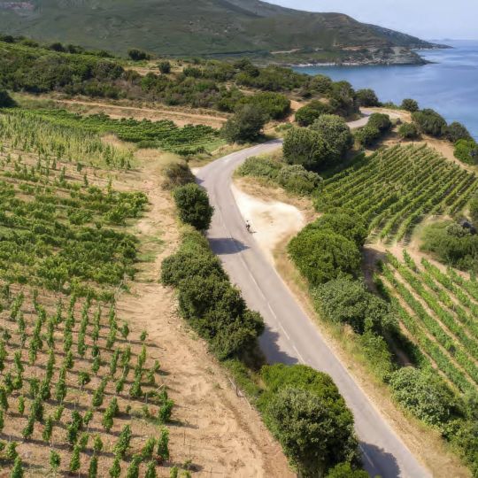 Le vignoble corse : le plus exotique des vignobles 